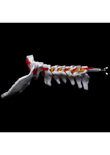 2x Servikal Omur Arterileri Omurga Omurga Sinirleri Anatomik Model Anatomi Bilim Sınıfı Çalışma Öğretim Modeli (Yurt Dışından) fırsatları