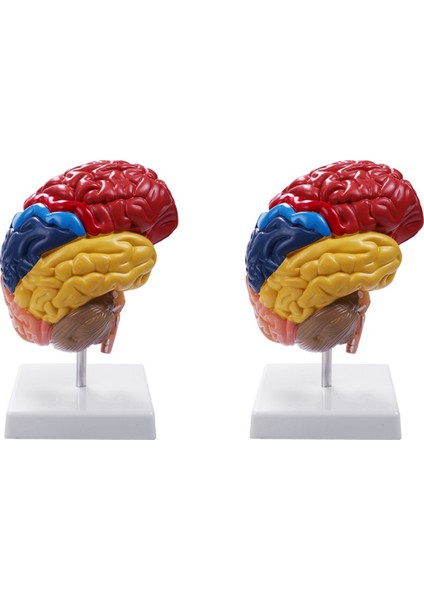 2x Serebral Anatomik Model Anatomi 1 1 Yarı Beyin Beyin Seri Öğretim Laboratuvarı Malzemeleri (Yurt Dışından)