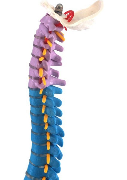 2x 45CM Pelvik Insan Anatomik Anatomik Omurga Omurga Modeli Öğrenciler Için Öğretim Kaynakları (Yurt Dışından) fiyatları