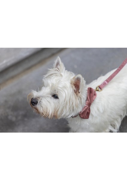 Yzlal Beeztees Dbl Köpek Papyonu, Kadife, Pembe, 9cm fırsatları