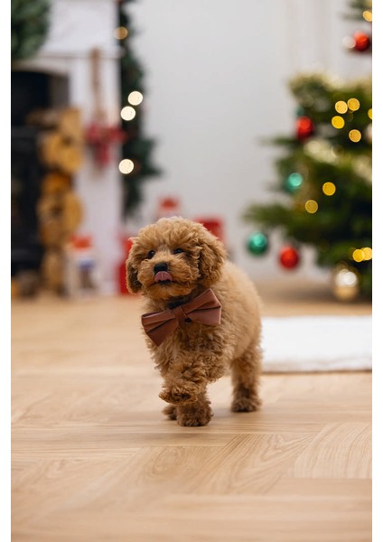 Yzlal Beeztees Dbl Köpek Papyonu, Kadife, Pembe, 9cm indirimleri