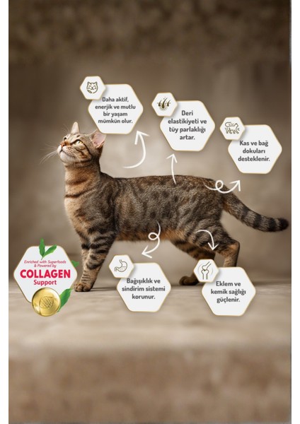 5 kg Somonlu Hipoalerjenik Düşük Tahıllı Yetişkin Kedi Maması 25LI Kedi Ödülü Krema 15LI Lolipop