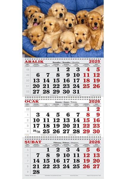 2026 Yılı Gemici Takvimi-Golden Yavruları