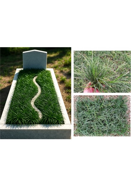 MEZAR - KABİR OSMANLI ÇİMİ SETİ - 50 ADET GÖLGE ÇİMİ + 20 KG BEYA