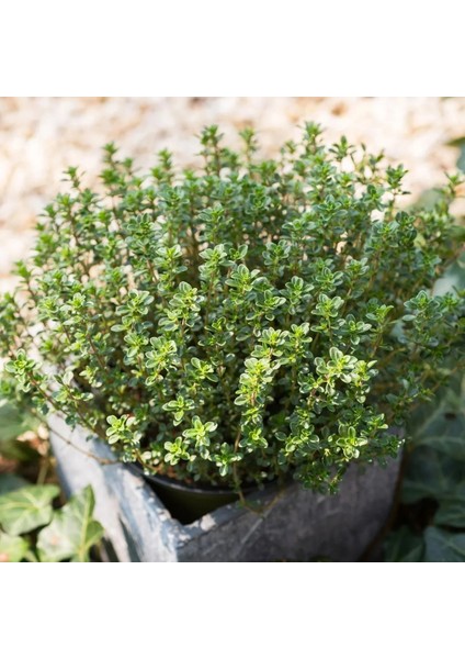 Alman Kış Kekiği Tohumu Geniş Yapraklı Bahçe Kekik