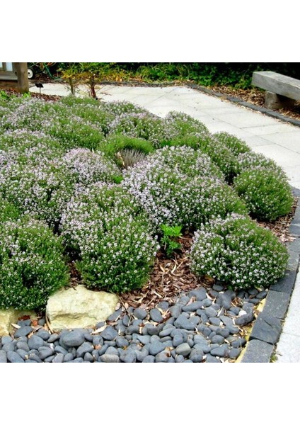 Alman Kış Kekiği Tohumu Geniş Yapraklı Bahçe Kekik modelleri