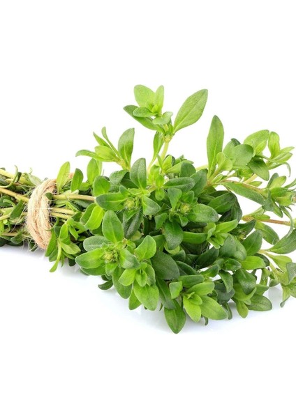 Alman Kış Kekiği Tohumu Geniş Yapraklı Bahçe Kekik fırsatları