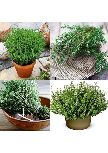 Alman Kış Kekiği Tohumu Geniş Yapraklı Bahçe Kekik indirimleri