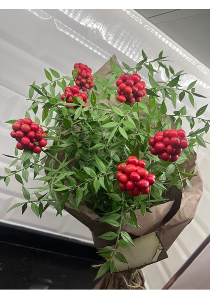 Kokina (1 Demet 6 Dal ) Yılbaşı - Şans Çiçeği