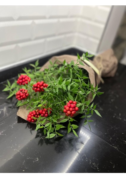 Kokina (1 Demet 6 Dal ) Yılbaşı - Şans Çiçeği fiyatları