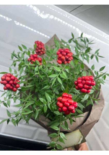 Kokina (1 Demet 6 Dal ) Yılbaşı - Şans Çiçeği indirimleri