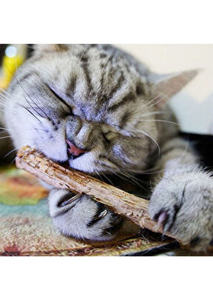 10 gr Kedi Matatabi Çiğneme Ödülü Doğal Lezzet ile Diş Temizleme Faydası Sağlar fırsatları