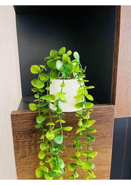 2 Adet, El Yapımı Mini Beton Saksıda 80 cm Yapay Sarkan Şimşir Anneler Günü Sevgililer Hediyesi