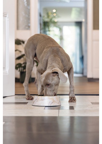Drnds Beeztees Dbl Köpek Mama Su Kabı, Mat Altın Rengi Paslanmaz Çelik, Bej Mermer Görünümlü, 22CM, 700ML indirimleri