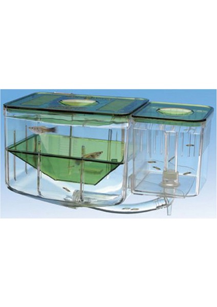 Mtxdpn Akvaryum Yavruluk