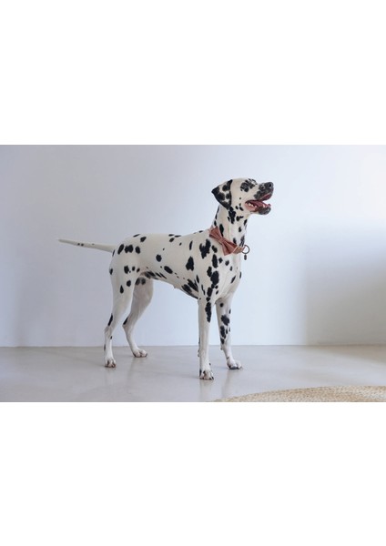 Drnds Beeztees Dbl Köpek Papyonu, Kadife, Pembe, 12CM modelleri