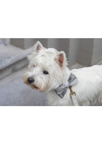 Drnds Beeztees Dbl Köpek Papyonu, Kadife, Gri, 9cm fiyatları