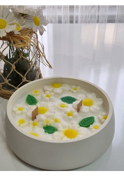 Papatya Kase Mum fırsatları