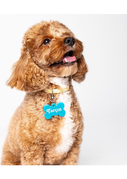 NFC Pet Künyesi: Tek Dokunuşta Dijital Profil + Anında Konum Bildirimi. Şarj ve uygulama gerektirmez; ömürlük kimlik + kaybolma anında en hızlı çözüm. Model: 5 cm Turkuaz