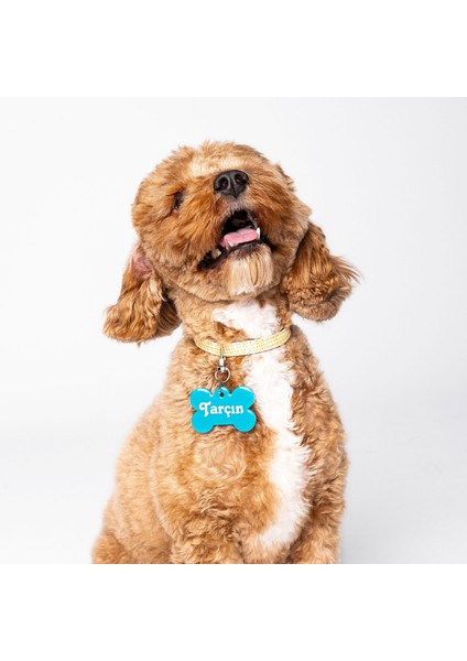 NFC Pet Künyesi: Tek Dokunuşta Dijital Profil + Anında Konum Bildirimi. Şarj ve uygulama gerektirmez; ömürlük kimlik + kaybolma anında en hızlı çözüm. Model: 5 cm Turkuaz modelleri