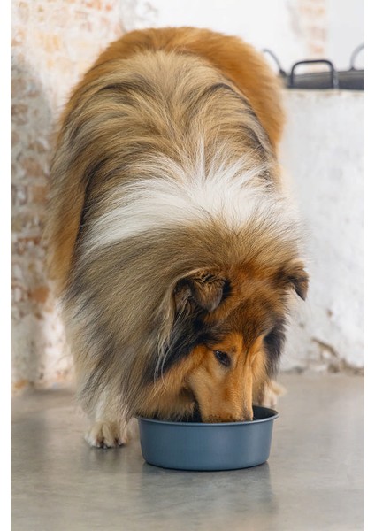 Mtxdpn Beeztees Dbl Köpek Mama Su Kabı, Mat Siyah Paslanmaz Çelik, 20CM, 1,9l fiyatları