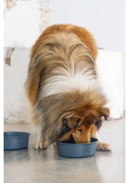 Mtxdpn Beeztees Dbl Köpek Mama Su Kabı, Mat Siyah Paslanmaz Çelik, 20CM, 1,9l modelleri