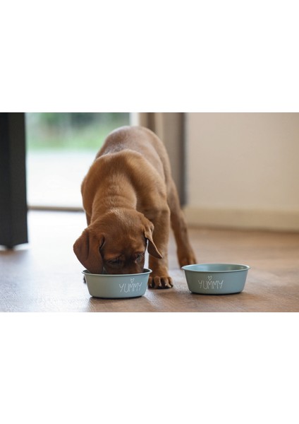 Mtxdpn Beeztees Yavru Köpek Mama Su Kabı, Paslanmaz Çelik, Kaymaz Taban, Turkuaz, 13CM, 470ML modelleri