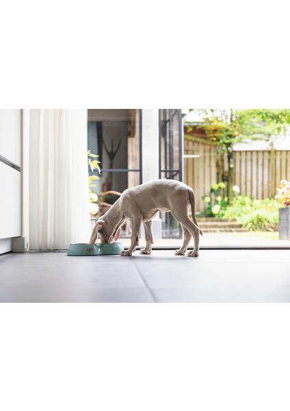 Mtxdpn Beeztees Köpek Ikili Mama ve Su Kabı, Paslanmaz Çelik, Turkuaz, 34X17,5CM, 2X350ML fırsatları