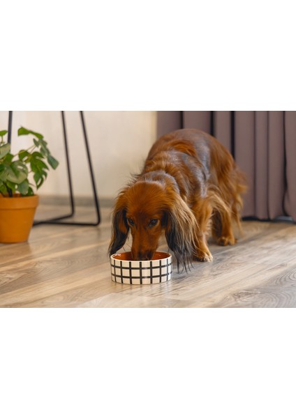 Mtxdpn Beeztees Köpek Mama Su Kabı, Seramik, Kiremit Beyaz, 13,5cm, 500ML fiyatları