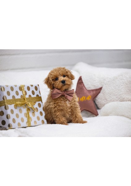 Sptrns Beeztees Dbl Köpek Papyonu, Kadife, Pembe, 9cm fiyatları