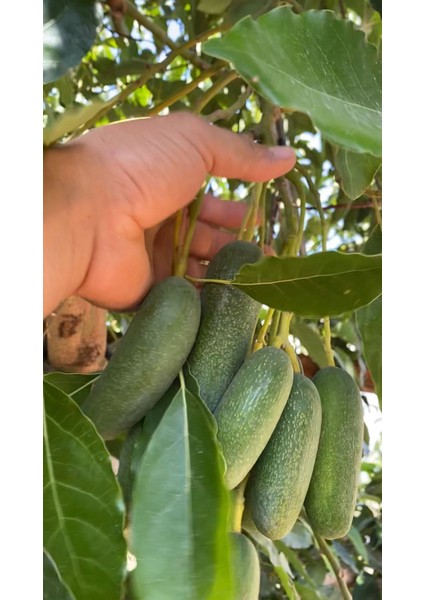 Akdeniz Bahçesinden 1 Kğ Bebek Avakado