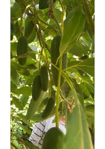 Akdeniz Bahçesinden 1 Kğ Bebek Avakado fiyatları