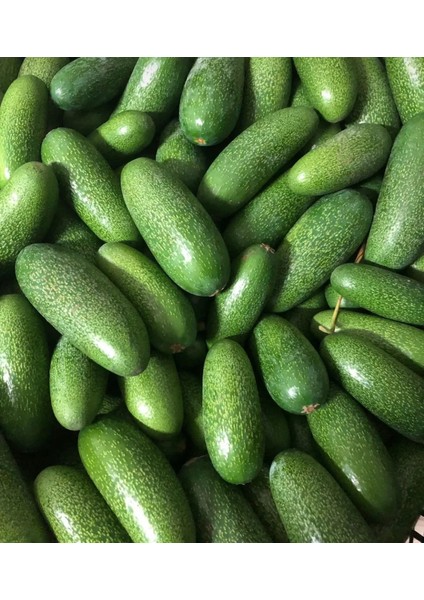 Akdeniz Bahçesinden 1 Kğ Bebek Avakado modelleri