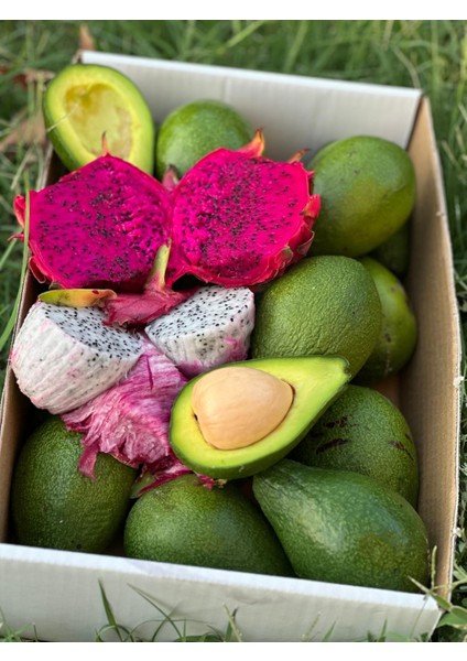 Avokado fırsatları