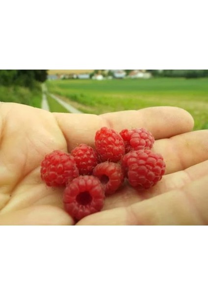 - Yediveren (Yerli) Ahududu Fidanı (Açık Kök)