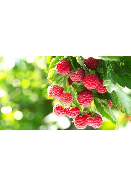 - Yediveren (Yerli) Ahududu Fidanı (Açık Kök) fiyatları