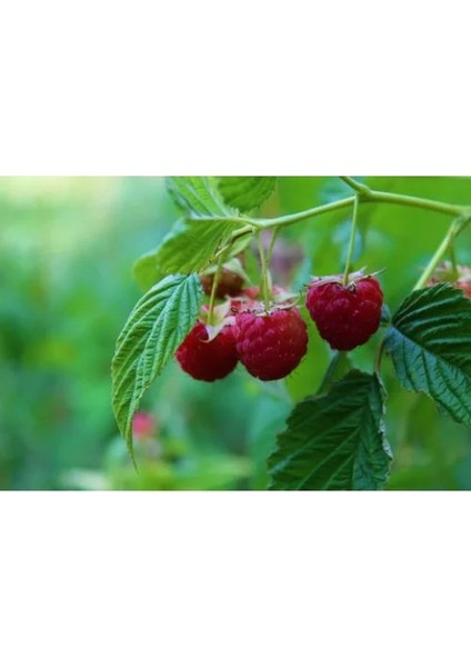 - Yediveren (Yerli) Ahududu Fidanı (Açık Kök) fırsatları