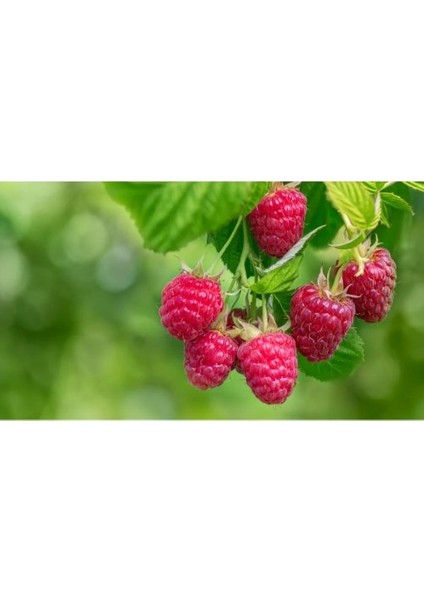 - Yediveren (Yerli) Ahududu Fidanı (Açık Kök) indirimleri