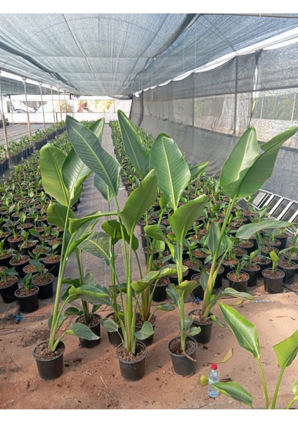 Starliçe Cennet Kuşu Çiçeği - Strelitzia Nicolai Canlı Salon Bitkisi 150 - 170 cm