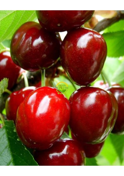 6 Yaş Aşılı Yarımca (Early Burlat) Kiraz Fidanı 'rootball'