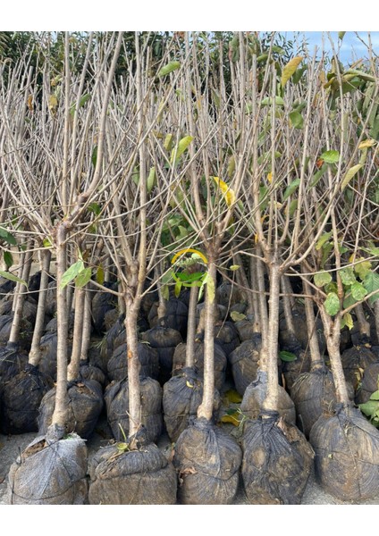 6 Yaş Aşılı Yarımca (Early Burlat) Kiraz Fidanı 'rootball' fiyatları