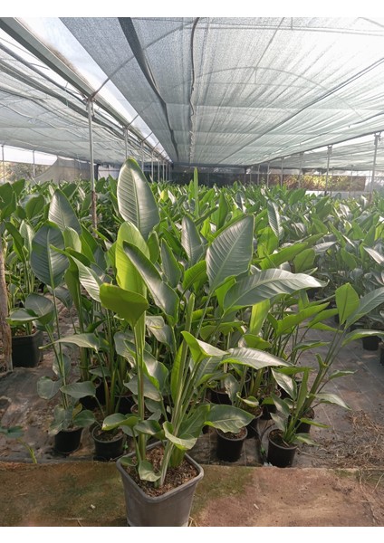 Iklim Garden Strelitzia Nicolai - Üç Köklü Starliçe Cennet Kuşu Canlı Salon Bitkisi 140 - 160 cm