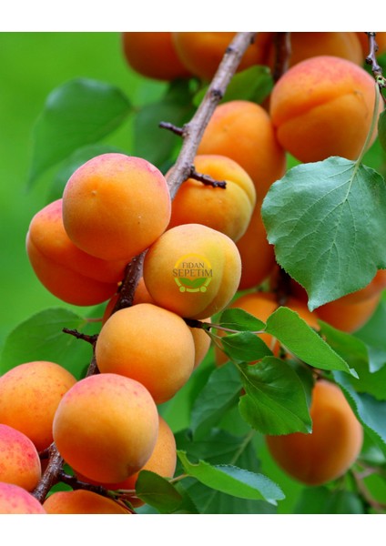 6 Yaş Şekerpare Kayısı Fidanı 'rootball'