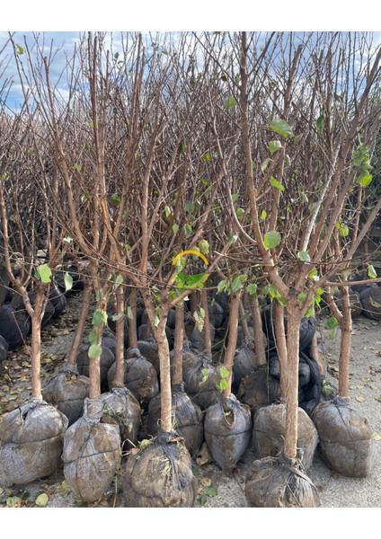 6 Yaş Şekerpare Kayısı Fidanı 'rootball' fiyatları