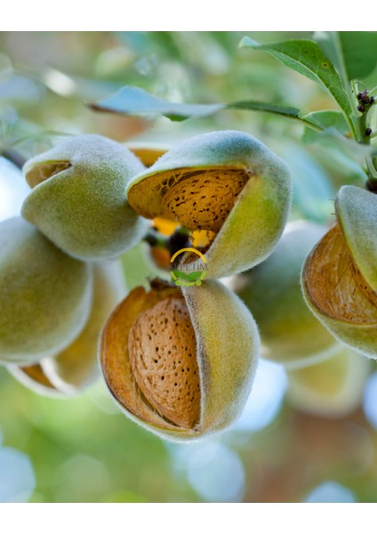 6 Yaş Aşılı Ferragnes Badem Fidanı 'rootball'