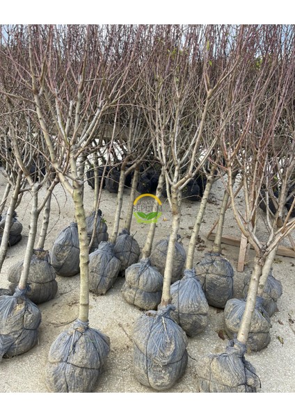 6 Yaş Aşılı Ferragnes Badem Fidanı 'rootball' fiyatları