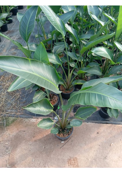 Starliçe Cennet Kuşu Strelitzia 80-120CM Iç Mekan Bitkisi,salon Bitkisi