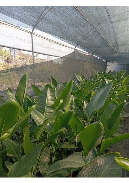 Starliçe Cennet Kuşu Strelitzia 80-120CM Iç Mekan Bitkisi,salon Bitkisi fiyatları