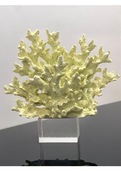 Dekoratif Kristal Kaideli Mercan Biblo fiyatları