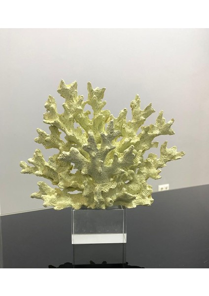 Dekoratif Kristal Kaideli Mercan Biblo fırsatları